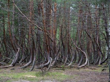 ​​Пляж из стекла и танцующий лес: эти аномалии существуют на самом деле (фото)